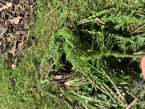 Does anyone know how to eliminate this pesky weed?