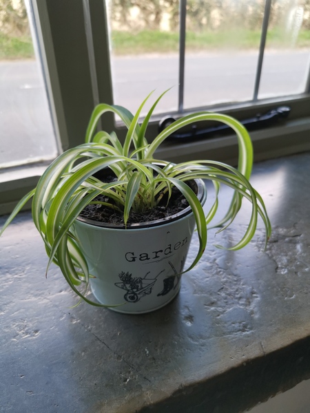 Thread for really fucking ugly houseplants