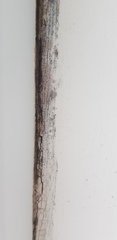 Mould around window