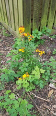Another plant/weed id request