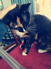 Does my cat like me/her life at all?