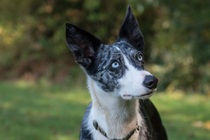 Tell me about your dog