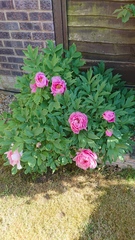 How do your Peonie plants look right now?