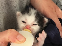 HELP- Just found some kittens!