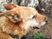 Adopting an old boy - am I crazy?