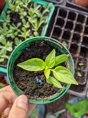 2020 new Gardeners’  thread