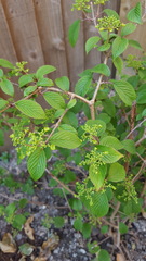 What shrub is this?