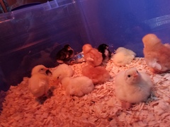Chicks and ducklings