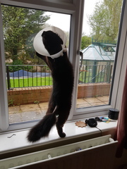 Bloody cats