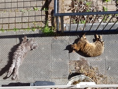 Thug Cat part 2. What, has this thing appeared again tonight?