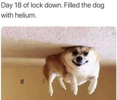 AIBU to ask for your favourite isolation memes?