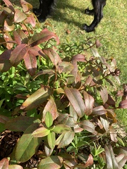 Unknown plant - anyone know?