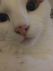 Nose thread.