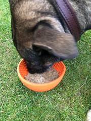 Kongs and treats