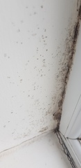 Mould around window