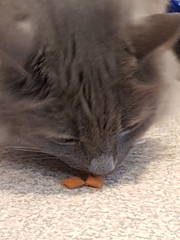 Thug Cat part 2. What, has this thing appeared again tonight?