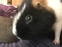 Guinea pig bath day!