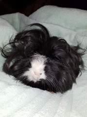 Guinea pig bath day!