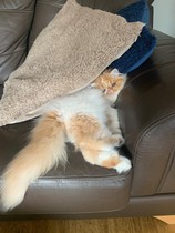 Show me your Persians.