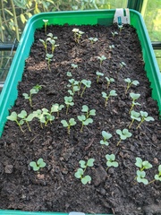 2020 new Gardeners’  thread