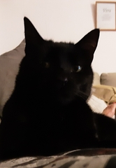 Thank goodness  for my cat