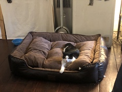 What is your cat called?