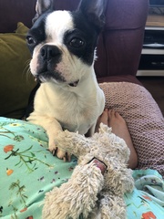 To ask if anyone else has a pet that's helped them with their MH struggles?