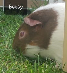 Guinea pig bath day!