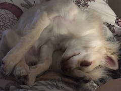 I think I assembled my dog wrong?