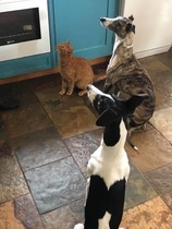 Puppy regret