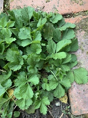 Another garden ID