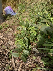 Unknown plant - anyone know?