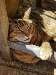 Thug Cat part 2. What, has this thing appeared again tonight?