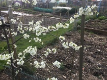 Allotment/Veg Patch Thread 15 - will winter ever end?