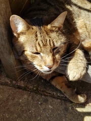 Thug Cat part 2. What, has this thing appeared again tonight?