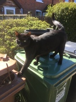 What is your cat called?