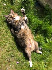 Paws, Ollie, Captain V and all the rest