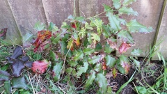 What are these?