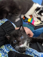 What is your cat called?