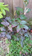 What are these?