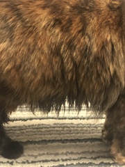 How can I wash my Dolly