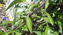 Please can someone tell me what this is? Spring in new home, things are growing!