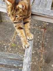 Thug Cat part 2. What, has this thing appeared again tonight?