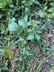 Another garden ID