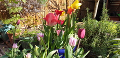 Can I plant bulbs today (London)?