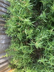 Novice gardener needs help!