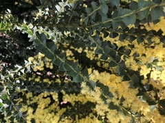 Can anyone identify my bush?