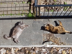 Thug Cat part 2. What, has this thing appeared again tonight?