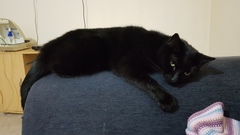 Thank goodness  for my cat