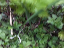 ID please, edible plant that smells like curry!